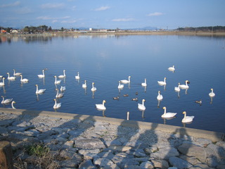 白鳥2.jpg