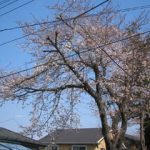 桜サク
