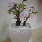桜前線