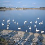 白鳥の飛来地